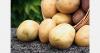 Guatemala explores new potato varieties to boost Belize's farming industry