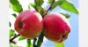 Luxembourg growers dispute apple pesticide risk claims