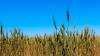 Extreme temperature swings, disease lead to troublesome Kansas wheat outlook