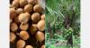 "Côte d'Ivoire intends to grow more than two million tonnes of coconuts per year"