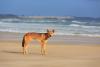 Woman found dead and surrounded by dingos on popular Australian tourist island