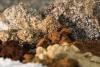 Environmental expert warns of risks in rare earth extraction in Bahoruco