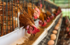 Poultry farmers kick against Nigeria–China $900 million poultry deal