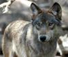 Wisconsin’s Wolf Debate Has No Easy Villain