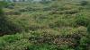 Citizen Science and DNA Barcodes Map Spread of Biological Control Agent