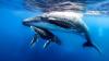 Israeli and UK Scientists Discover Structural Similarities Between Whale Songs, Human Speech