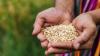 Sri Lanka to tender for 20,000 MT of urea ahead of Maha season