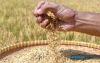 World : Indonesia Continues Talks With Malaysia, Singapore On Proposed Rice Exports