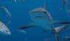 Canadian tourist loses both hands in Turks and Caicos shark attack
