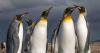Two female King Penguins, German born, join Birdland Park in Gloucestershire