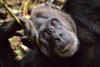 DRC government directive triggers panic in ape sanctuaries amid ongoing conflict
