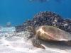 Te Ipukarea Society: Citizen science to guide turtle conservation