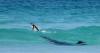 Attack on a penguin at Falklands, Volunteer Point receives international photography prize