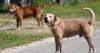 Guam efforts to tackle stray animal population gain momentum