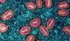 WHO extends mpox emergency as more transmissible clade 1a variant identified in DR Congo
