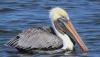 National birds of Caribbean territories
