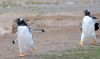 An abundance of marine life - but the wildlife of the Falkland Islands is more vulnerable than most