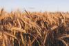 Russia's Grain Exports to Africa Hit Record Highs in 2025