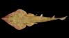 Guitar shark to octocoral: Scientists discover over 850 marine species