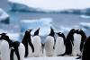 Neko Harbour, Continental Landing In Antarctica (2025 Guide)