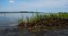 National Audubon Society receives $13 million grant to help with salt marsh loss in Maryland