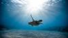 Deep-Sea Mining Code Negotiations Begin in Jamaica: Why Are Proposed Rules Contentious?
