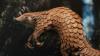 China’s Pangolin Scale Trade Declines, Study Shows, but Smuggling Persists