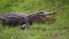 An alligator recently delayed a Delta flight at a Georgia. Listen to the air traffic control audio.