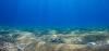 In week 2, countries to discuss how to deal with deep-sea mining; applications expected to be submitted in June