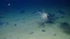 Deep-sea mining threatens sea life by dumping debris in midwater zone