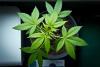 Cannabis growing operation uncovered in Limassol