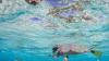 Researchers sound alarm after witnessing troubling shift in shark behavior near tourist hotspots: 'They were essentially eating junk food'