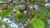 Costa Rica's World Poisonous Tree