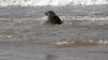 Public reminded not to approach seals on Latvian beaches