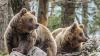 Rising bear numbers in French Pyrenees mask long-term fears ...
