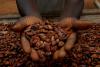Ivory Coast cuts cocoa export contracts due to poor weather