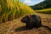 Rice Fields, Black Rats, and a Hidden Killer: Madagascar’s Hantavirus Threat