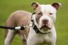 Number of UK dog attack injuries surge by 83 per cent since 2020
