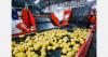 European potato processors respond to rising costs with automation