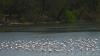 Navi Mumbai: Polluted Tidal Inflows Push DPS Flamingo Lake Towards Ecological Crisis, Warn Environmentalists