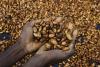 Struggling Ivory Coast cocoa farmers worry about US tariff plans
