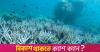 Global coral bleaching crisis spreads after hottest year: scientists