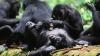 Bonobos in Congo form girl groups to fend off male aggression, study says