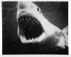 Shark Bites In French Polynesia Reveal A Hidden Side Of Shark Behavior