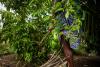 An expensive high: Gabon longs to cash in on sacred hallucinogenic remedy