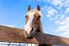 5 common mistakes to avoid when taking out horse insurance *Ad feature*