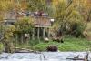 The state of Alaska has been killing bears for 20 years. Where’s the outrage?