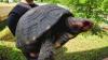 'World Turtle Day' party returns to Riverside Reptiles Education Center