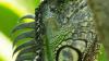 Florida trying to reduce swelling iguana population with eased rules