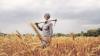 Punjab Agriculture Policy 2023: Stuck in govt red tape, policy that pushes for farm reforms, offers urgent solutions to agrarian crisis
